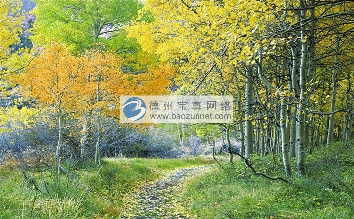 德州建站 